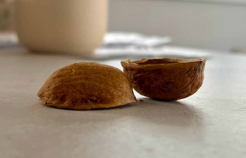 Skořápky jsou legendární hazardní hra, ve které se však téměř nedalo vyhrát.